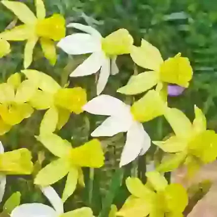 Two Tone Mix